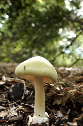 A death cap mushroom.