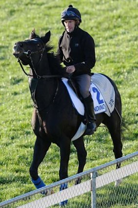Cup fancy: Paul Francis takes Dandino for a spin.