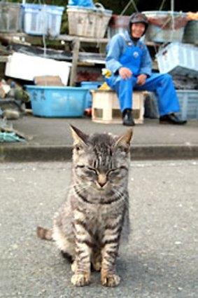 The resident of fishing village Tashiro are hoping its cats will become a tourist drawcard.