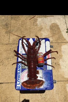 Another fisherman caught this big cray - with a can of bush chook for comparison...