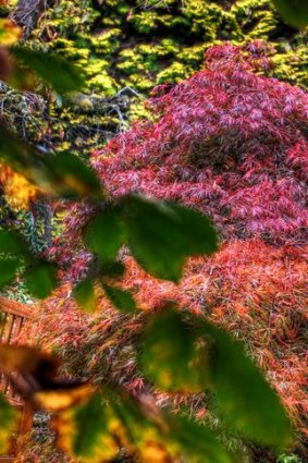 A riot of autumnal colours at Mount Macedon's Duneira.