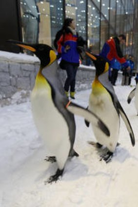 Ski Dubai's resident penguins.