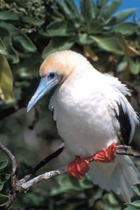 The red-footed booby is a common breeding bird on Christmas Island.