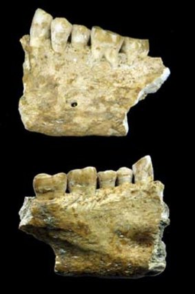 The jaw bones discovered in Slovenia.