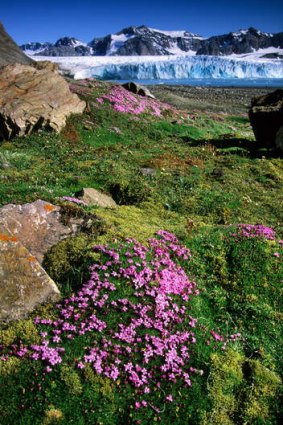 Moss campion blooming in front of 14th of July Glacier, Spitzbergen Island, Norway.