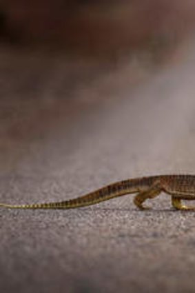 A lizard crosses the highway on the way into Windorah in far Western Queensland.