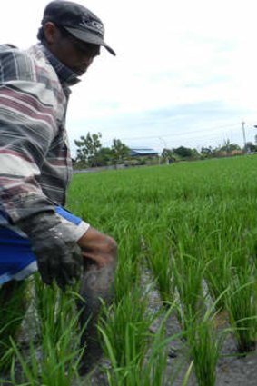 Nengah Daryana on his family farm north of Kuta.