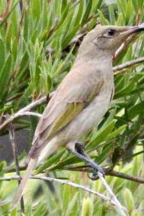 A brown honeyeater explores the bush at Mundaring.