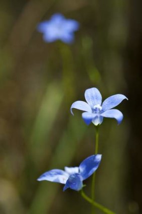 A Royal Bluebell, the ACT's floral emblem.