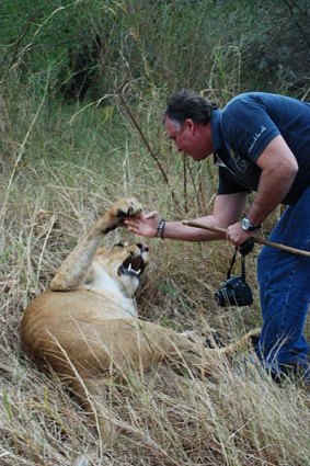 Lion trainer Graeme Bristow plays with the animals as if they were any other household pet.