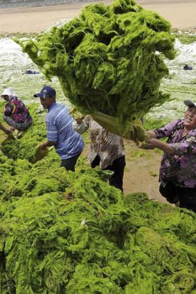 Algal power ... workers remove algae from the Jinshatan beach on the Yellow Island in Qingdao.