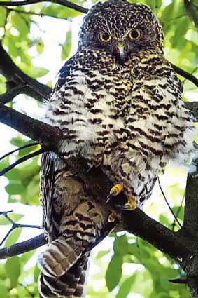 The powerful owl, top of the woodland food chain and dweller of the ecosystem.