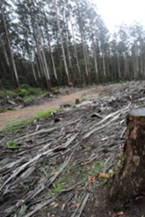A clear-felled Leadbeater possum habitat in Victoria's central highlands.