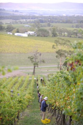 Grape pickers at work in a hazy Yarra Valley.