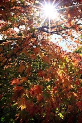 The sun peaks through the orange autumn leaves on the trees at Duneira.