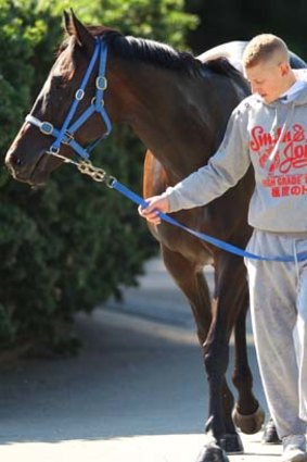 Black Caviar at the Moody stables in Rosehill.