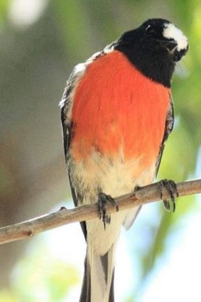 A scarlet robin gives the photographer the once over.