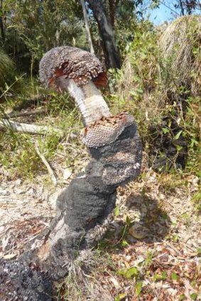 Unusually shaped burnt xanthorrhoea between Mt Eliza saddle and Birrigai