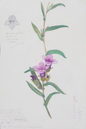 Olive Pink's 1930 painting of Eremophila prostrata.