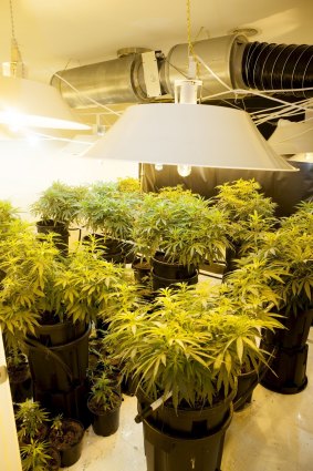 The hydroponic cannabis setup found in one room at a home in Macgregor in 2012.