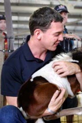 Hidden surprise: Keegan Nye with Shetland pony Brooklyn, the youngest foal to be displayed at the show.