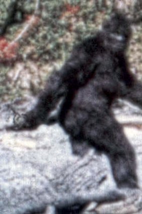 Photo of a possible Bigfoot, Orleans, California, 1967.