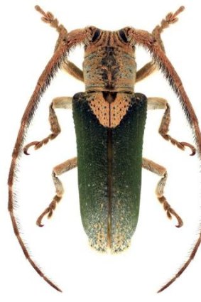 Beauty and the beetle: <i>Rhytiphora nigrovirens</i>, Longhorn Beetle native to the ACT