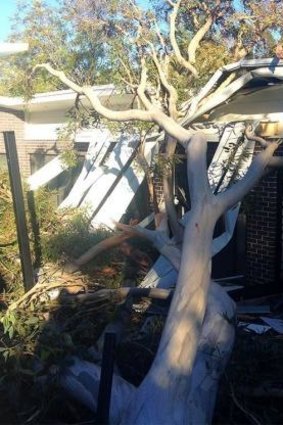Dangerous winds leave State Emergency Service inundated with phone calls: A tree crushes a roof in Hornsby Heights.