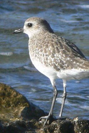 A grey plover scouts for food.