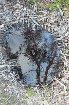 One of the mystery small depressions in Mulligans Flat Nature Reserve (north)