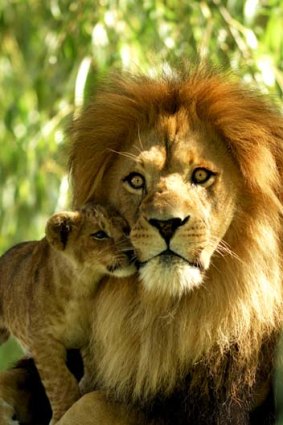 A resting male lion with cub.