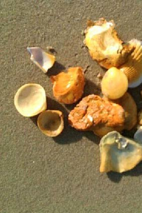 Shells stained orange at Foreshore Beach.