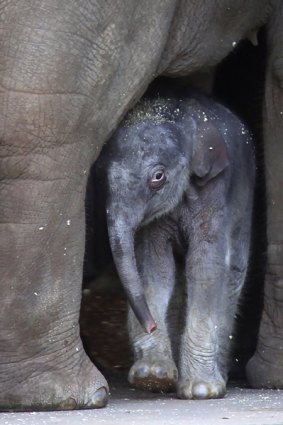 The one-day-old male Asian elephant calf looks out from under its mother Thong Dee.