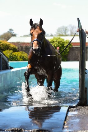 Making a splash: Derby favourite Hampton Court enjoys a dip at Flemington racecourse earlier this week. 