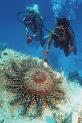 The crown-of-thorns starfish.