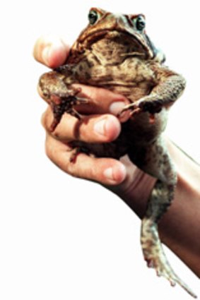 Cane toads are about to be used as mulch for the sugar cane crops they've traditionally used as breeding grounds.