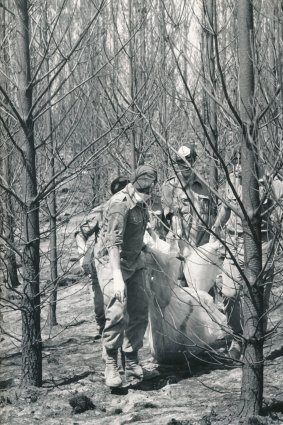 Soldiers clean up dead animals in the Black Forest near Macedon.