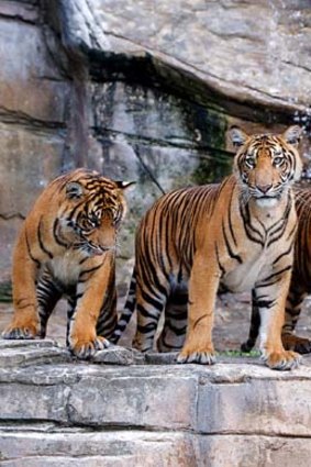 Tiger cubs at Dreamworld.