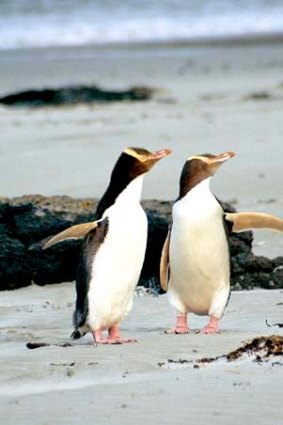 Paired up ... yellow-eyed penguins on the Otago Peninsula.