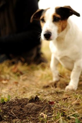 Spot, aka dog 3, truffle hunting with Damian Robinson.