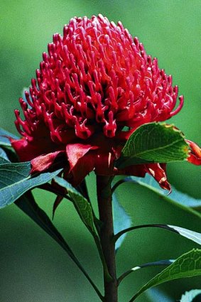 New South Wales' native flower, the waratah.