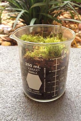 Moss terrarium in a science beaker, $15.