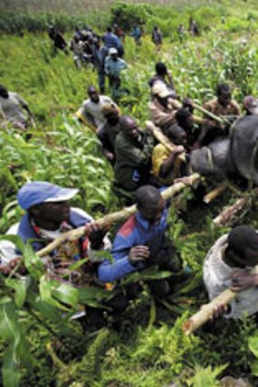 Villagers carry one of the seven gorillas slaughtered in the park in 2008.
