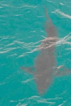 A photo of the great white shark that closed City and Floreat beaches.