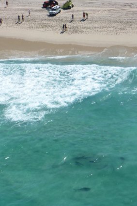 The sharks spotted just metres from the shore. Photo taken by the Westpac lifesaver rescue helicopter, courtesy Surf Life Saving WA.