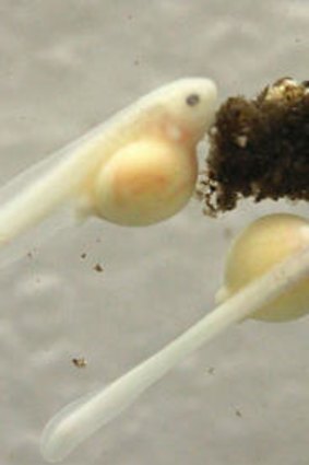 These Baw Baw frog tadpoles are the most documented tadpoles in Australia.