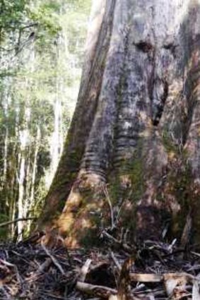 Derek McIntosh and his son Andrew at Australia’s largest tree.