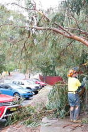 A tree down at Queanbeyan School where a mother and her child were injured.