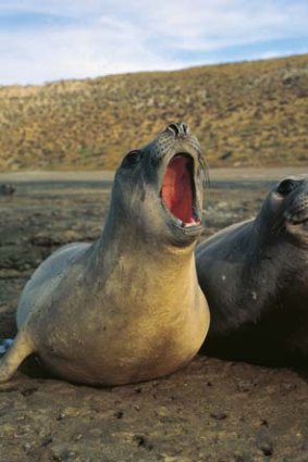 Valdes is home to about 14,000 elephant seals.