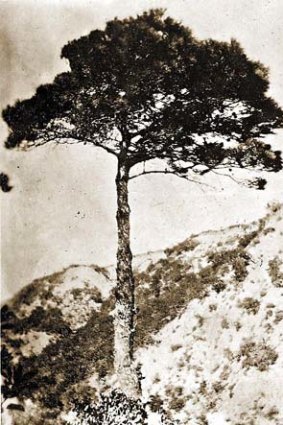 The Aleppo pine was grown from a seed sent back from Gallipoli.
